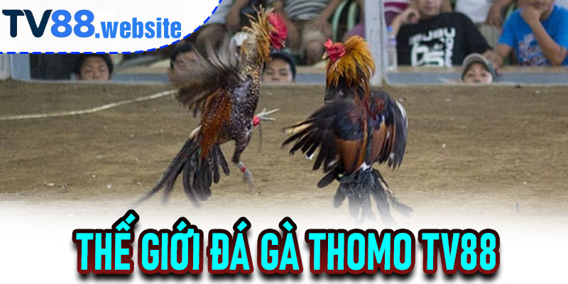 Thế giới Đá Gà Thomo TV88 có gì khiến người chơi mê mẩn