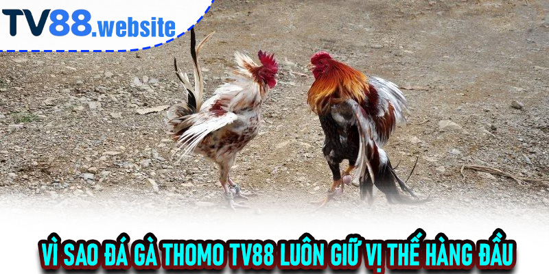 Vì sao Đá Gà Thomo TV88 luôn giữ vị thế hàng đầu