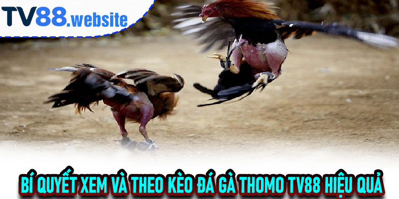 Bí quyết xem và theo kèo Đá Gà Thomo TV88 hiệu quả