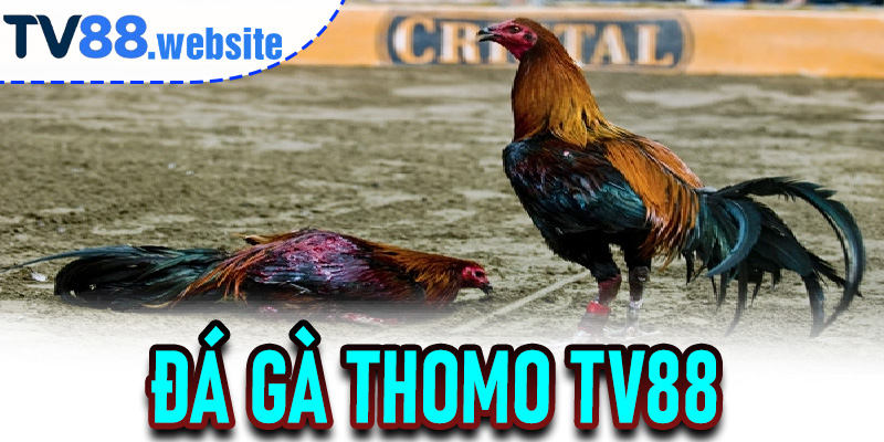 Đá Gà Thomo TV88